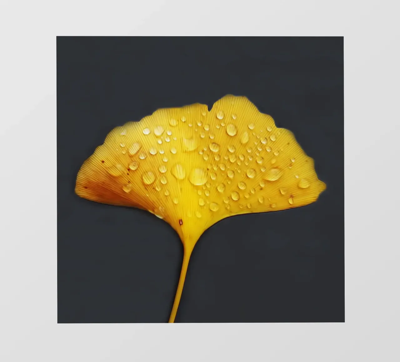 Foglie di ginkgo e gocce di rugiada pellicola backlit da Teresa André