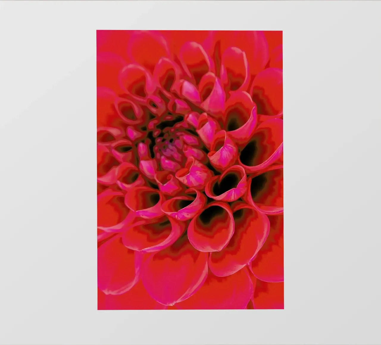 Red Dahlia pellicola backlit da Curious Collections by Marielle Leenders