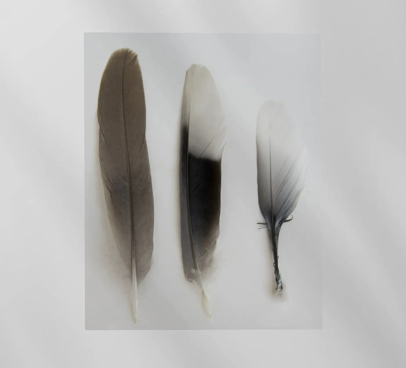 Piume pellicola backlit da Teresa André