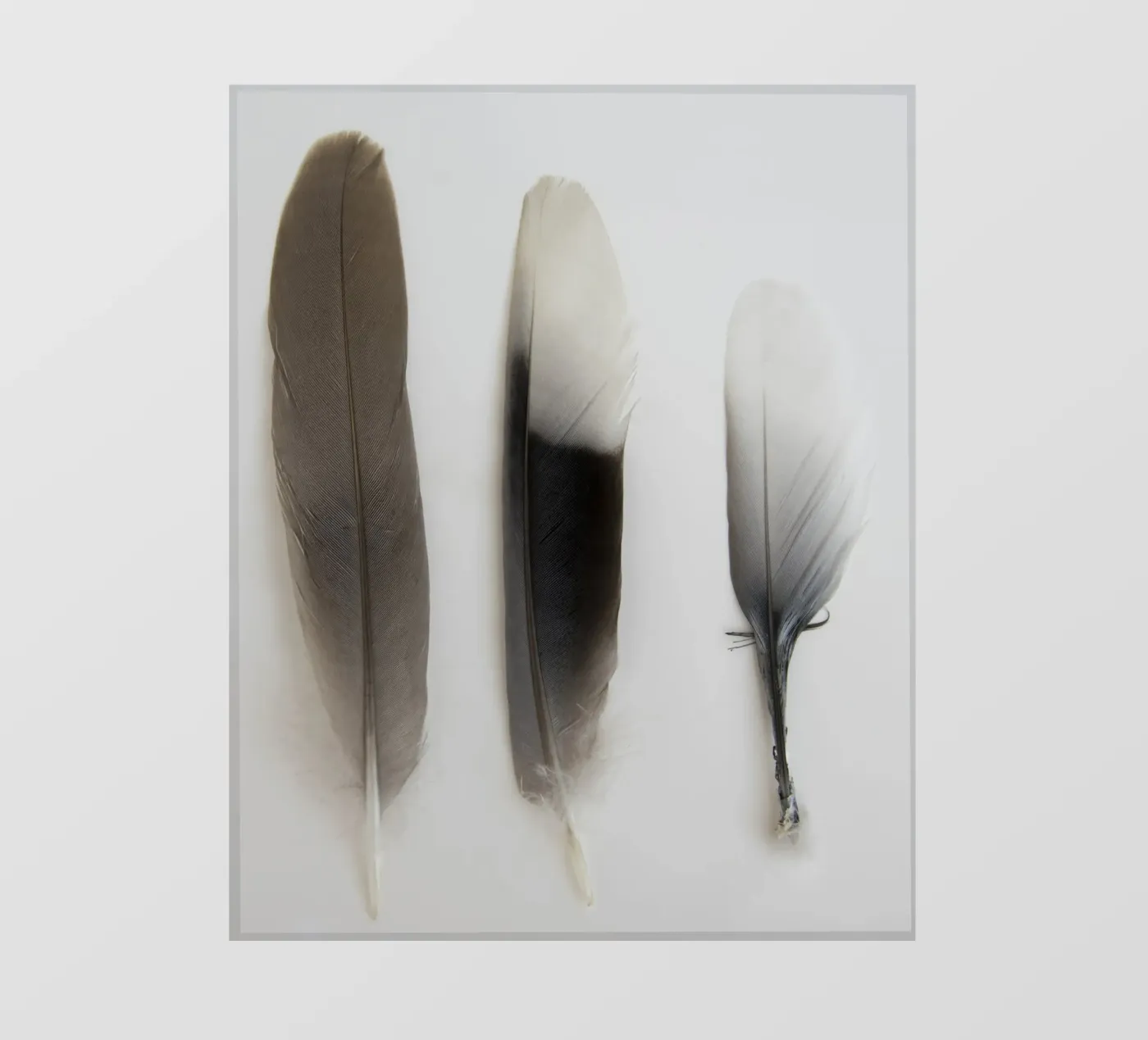 Piume pellicola backlit da Teresa André