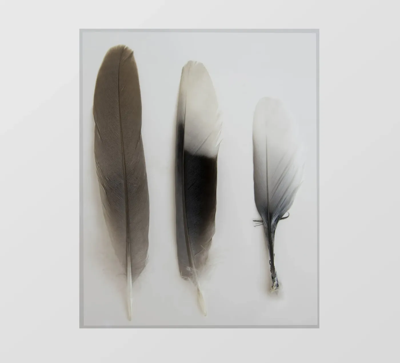 Feathers fotobehang van Teresa André
