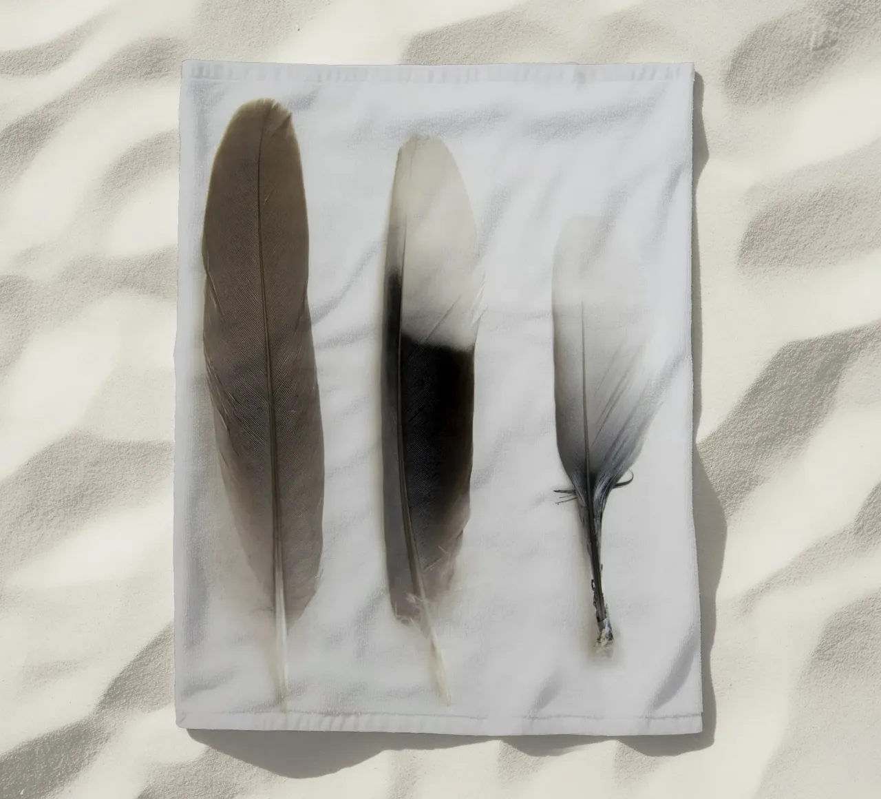 Piume telo mare da Teresa André