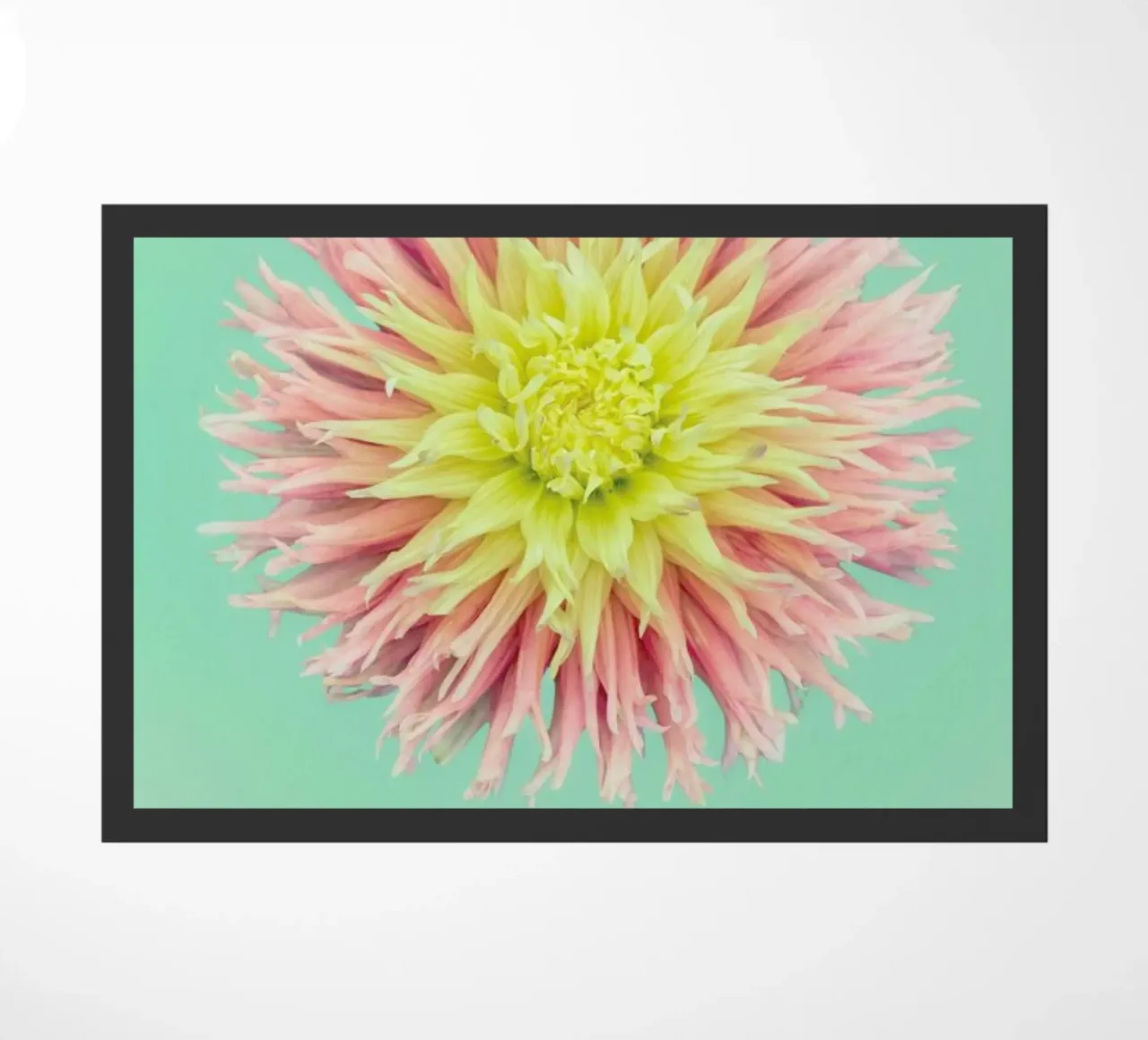 Bright Dahlia zerbino da Curious Collections by Marielle Leenders