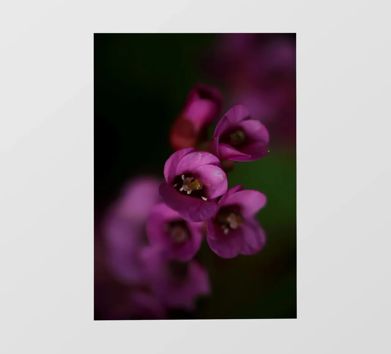 Lila Pyrola Blume Makro Backlit Folie von Renesme