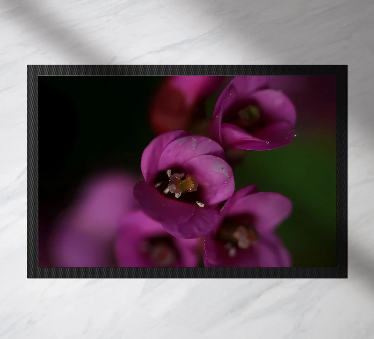 Macro fiore di pirola viola zerbino da Renesme