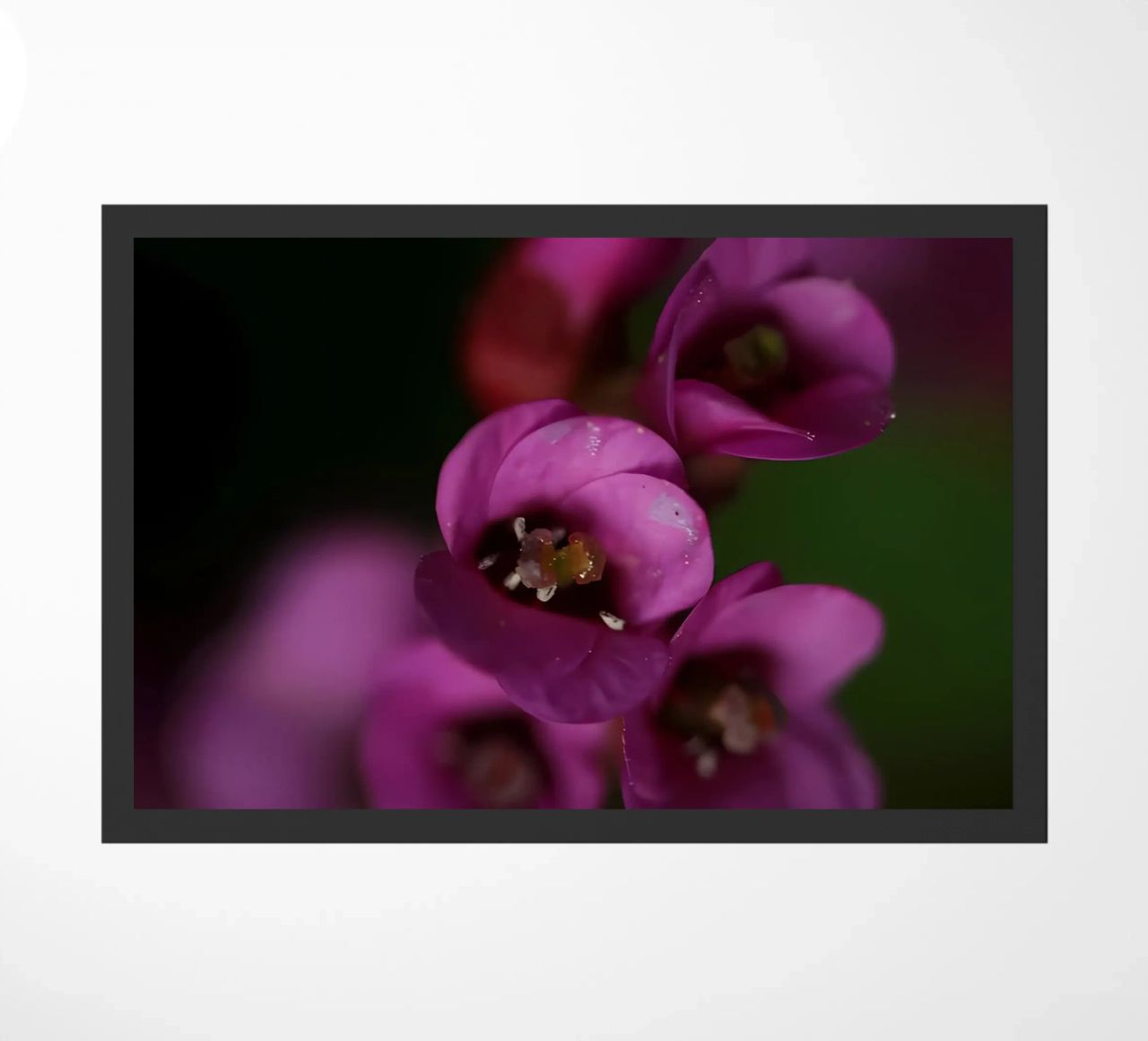Macro fiore di pirola viola zerbino da Renesme