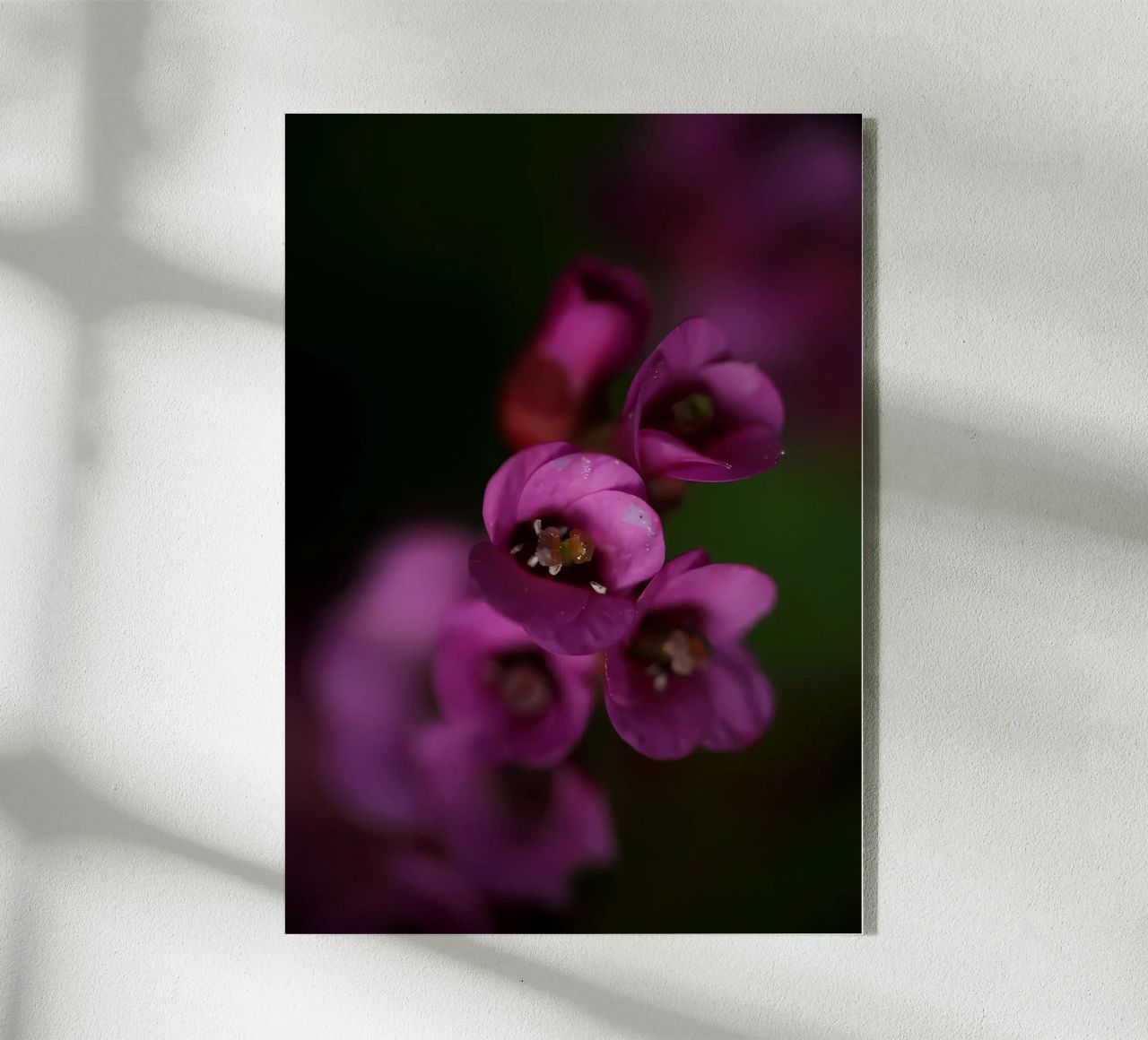 Macro fiore di pirola viola plexiglass da Renesme