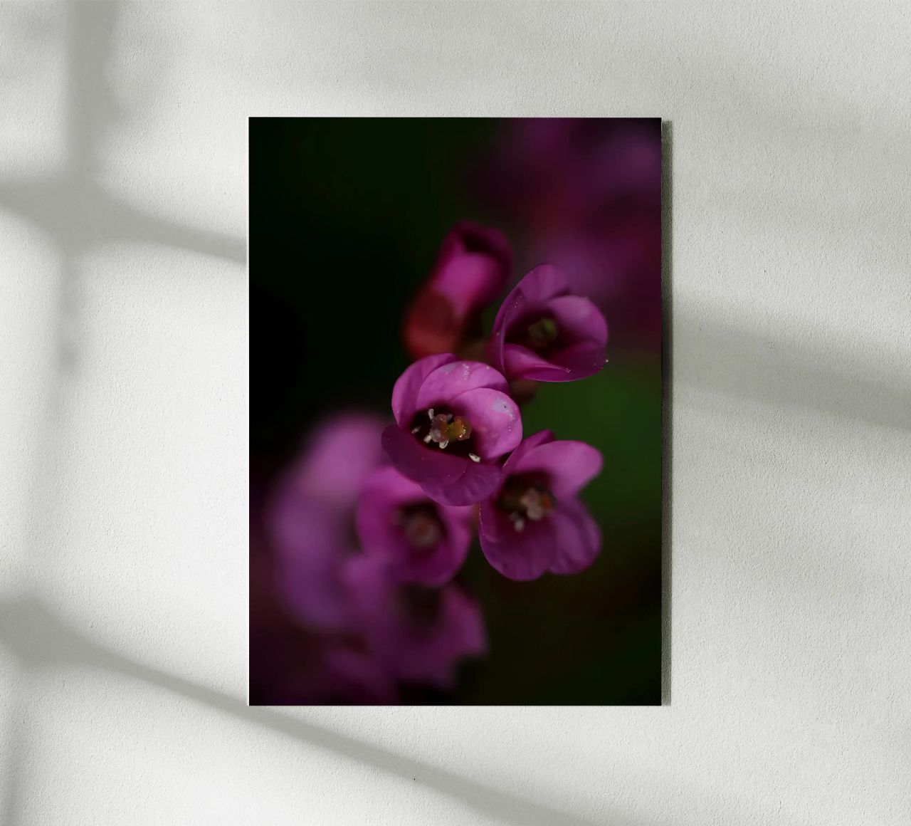 Macro fiore di pirola viola alluminio dibond da Renesme