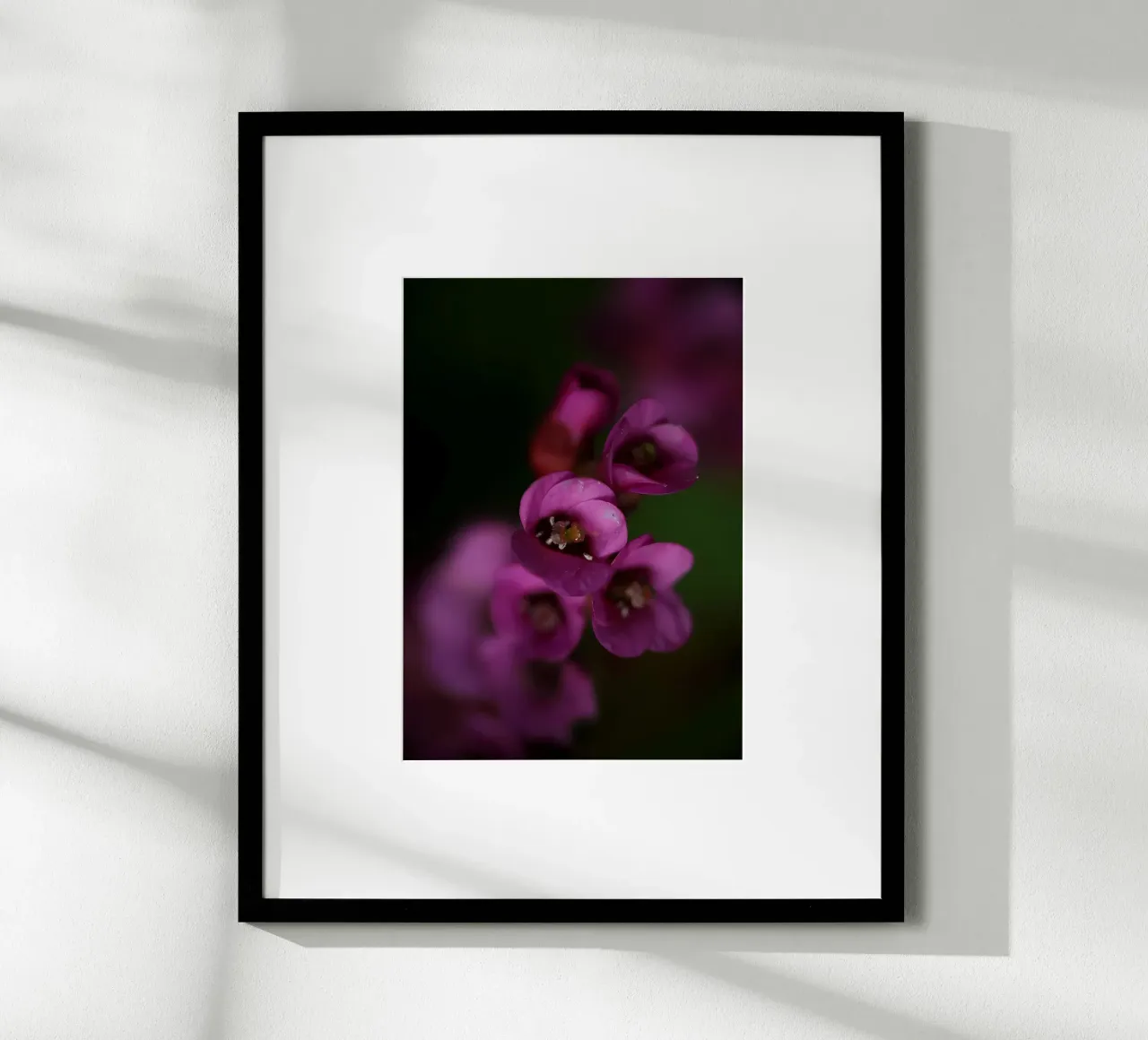 Purple pyrola flower macro hahnemühle by Renesme