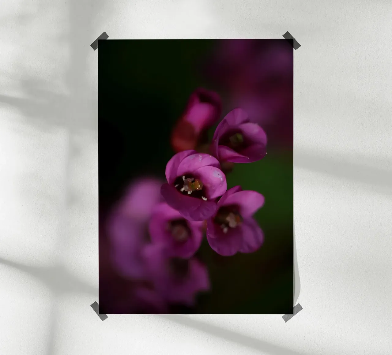 Purple pyrola flower macro hahnemühle by Renesme