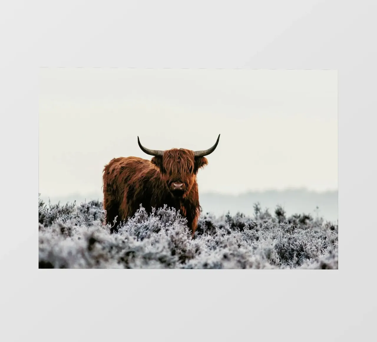 Highlander - Jaap Van Den pellicola backlit da Pictufy
