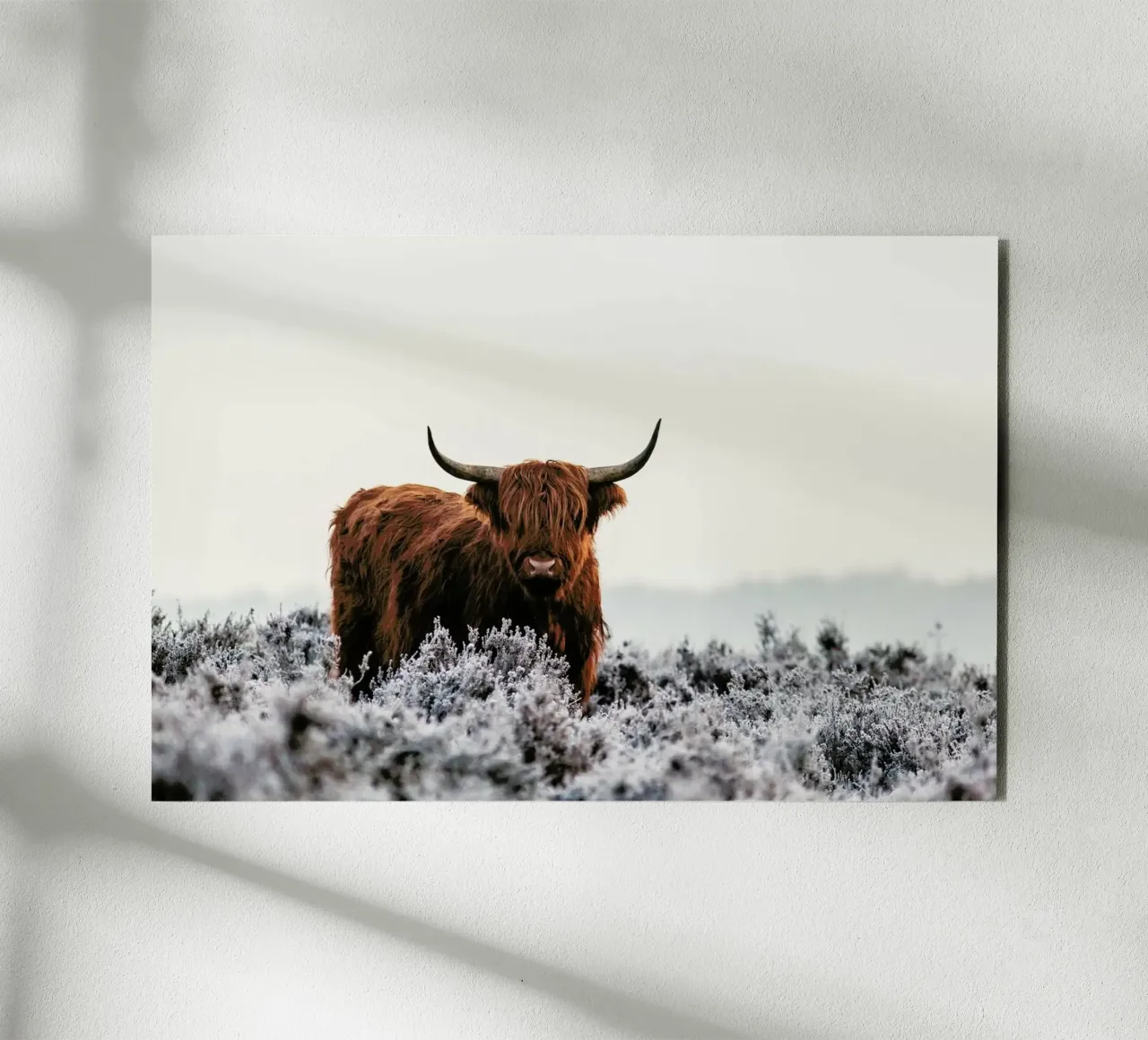 Highlander - Jaap Van Den alu-dibond by Pictufy