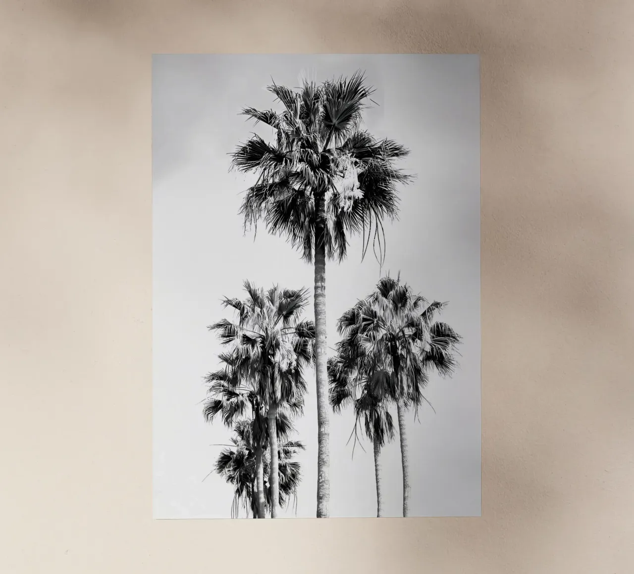 Palme BW Vibes 8 pellicola backlit da Sebastain