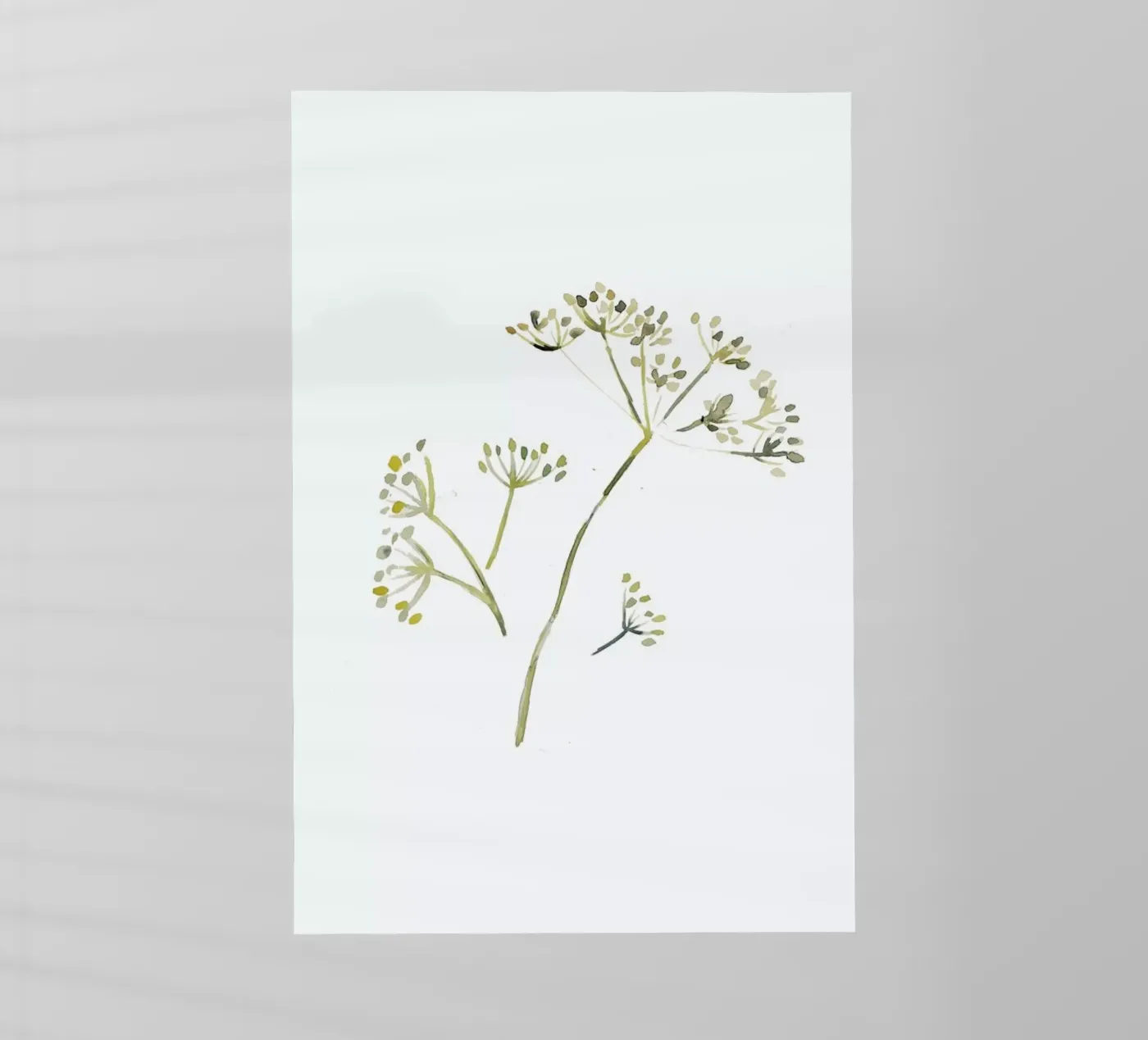 Fennel pellicola backlit da Farina Kuklinski
