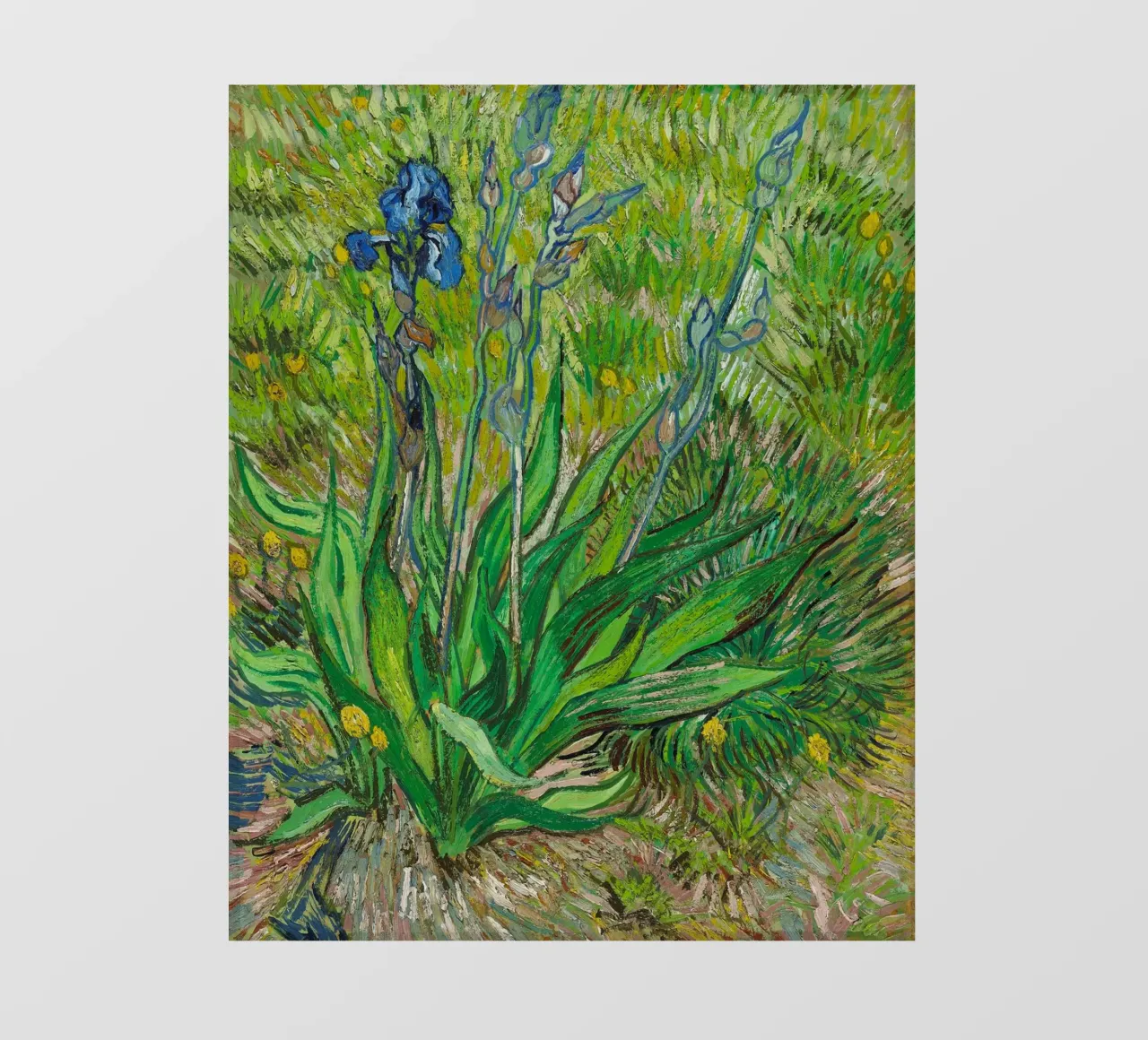 Vincent Van Gogh - L'iris pellicola backlit da Timeless Artworks