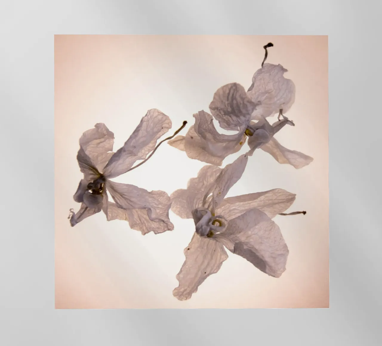 Orchidee bianche pellicola backlit da Teresa André