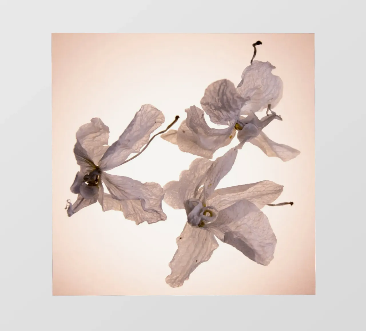 Orchidee bianche telo in pvc da Teresa André