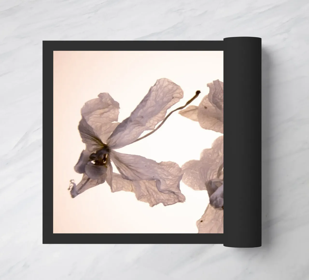 Orchidee bianche zerbino da Teresa André