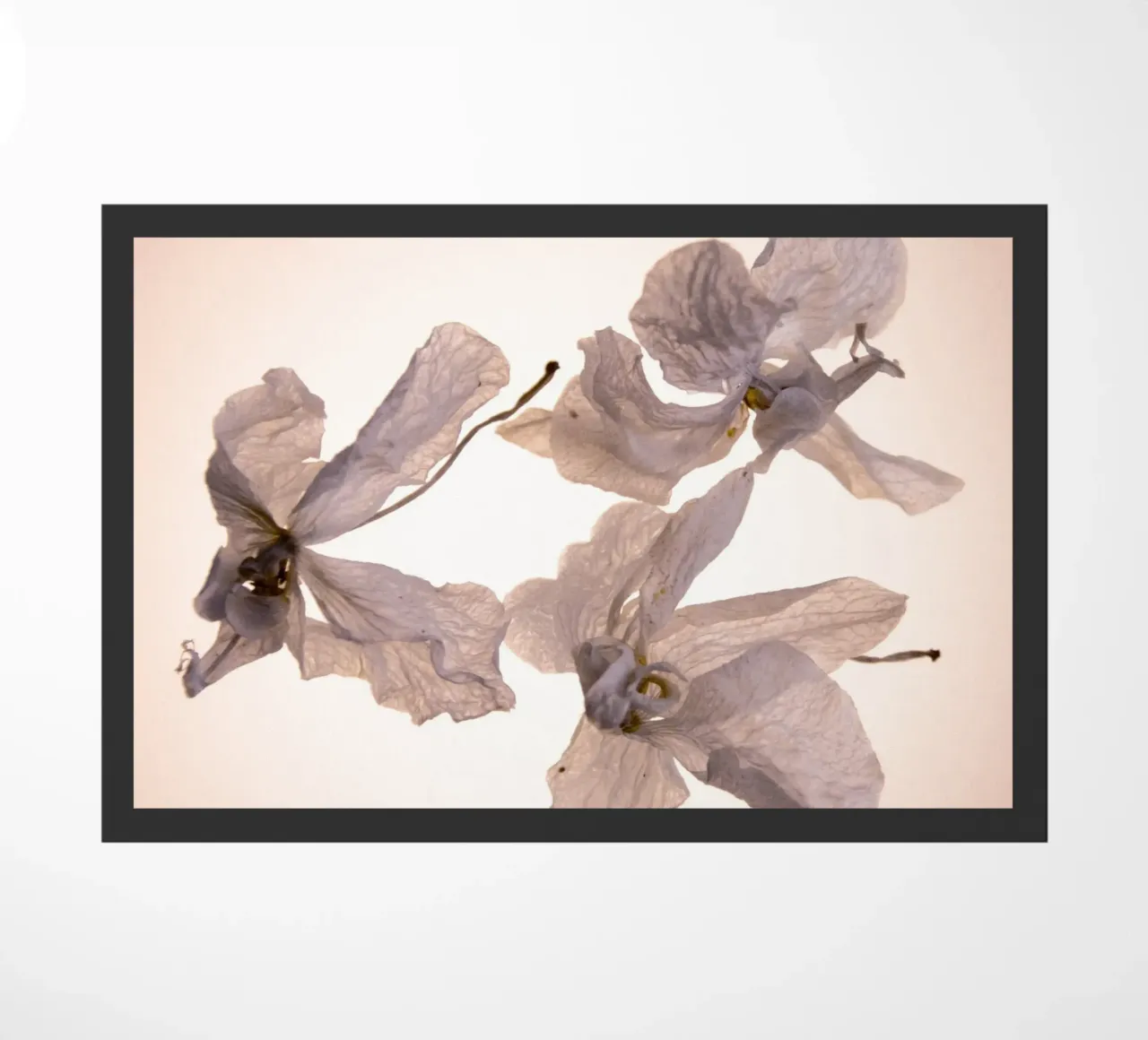 Orchidee bianche zerbino da Teresa André