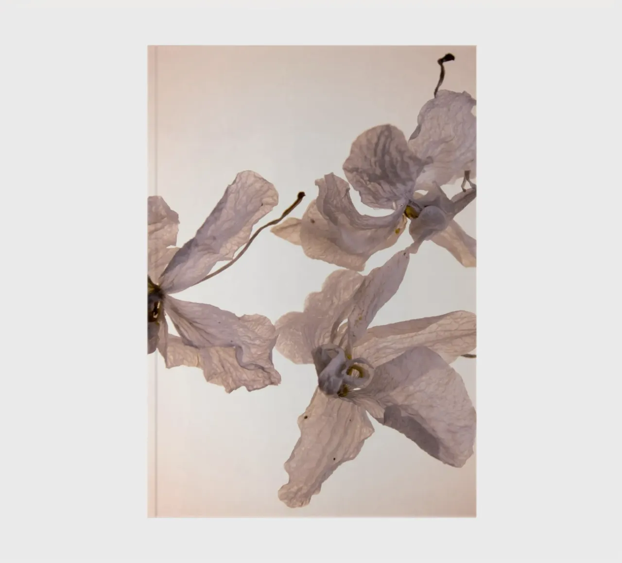 Orchidee bianche diario da Teresa André