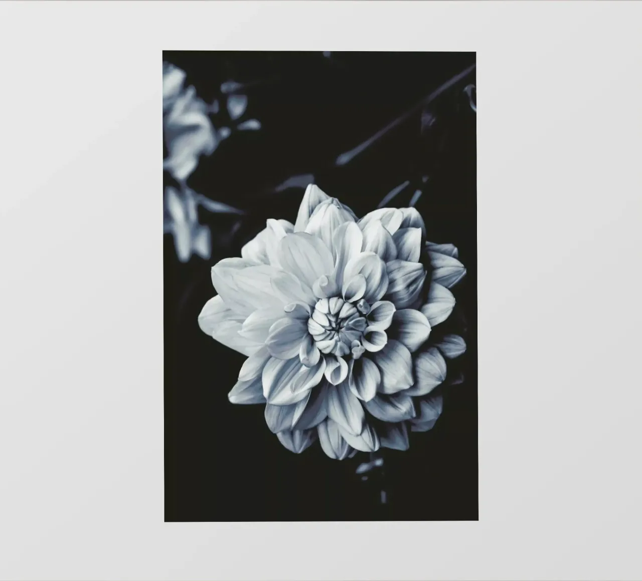 Dahlia Blues telo in pvc da Ingrid Beddoes