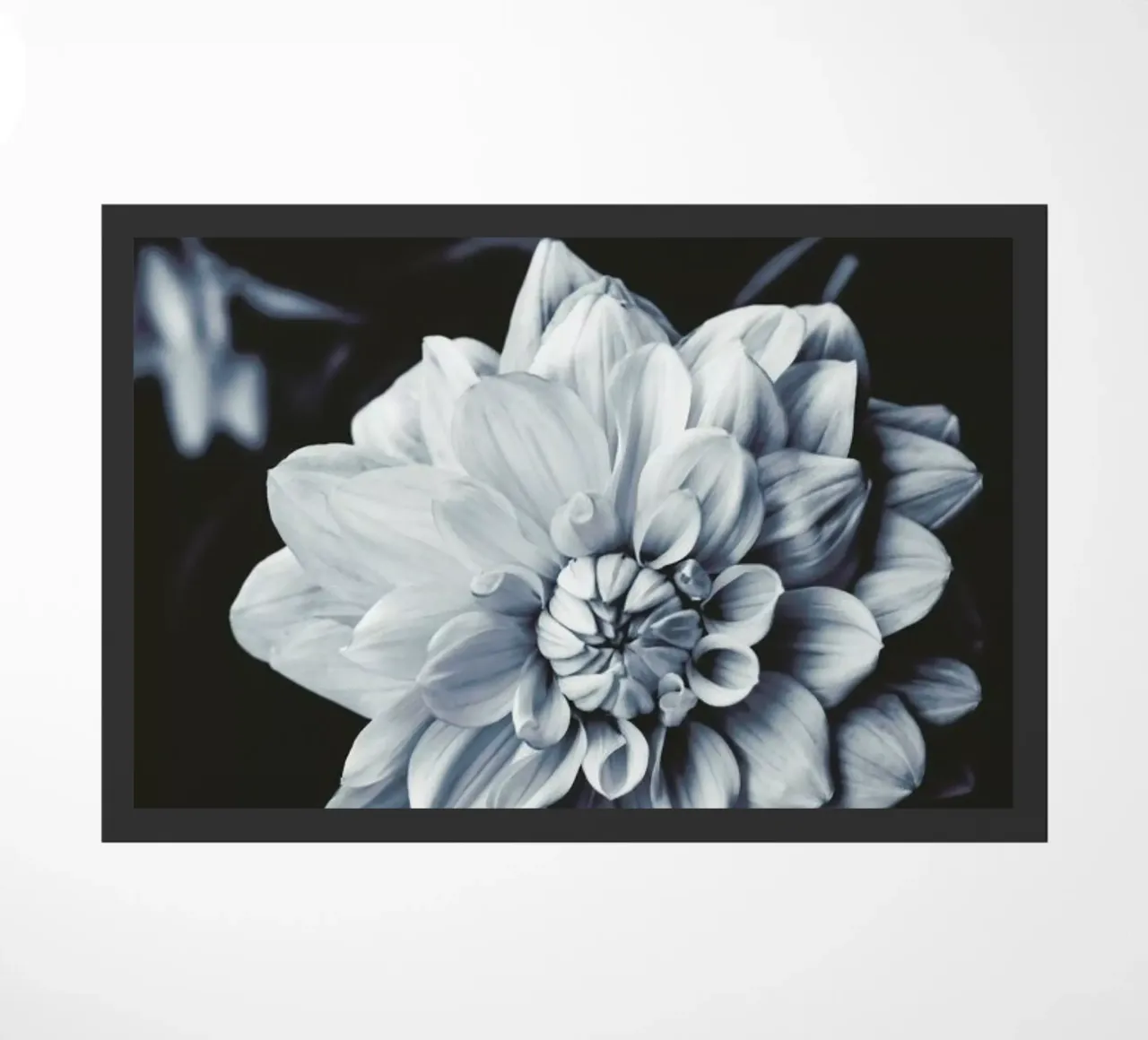 Dahlia Blues zerbino da Ingrid Beddoes