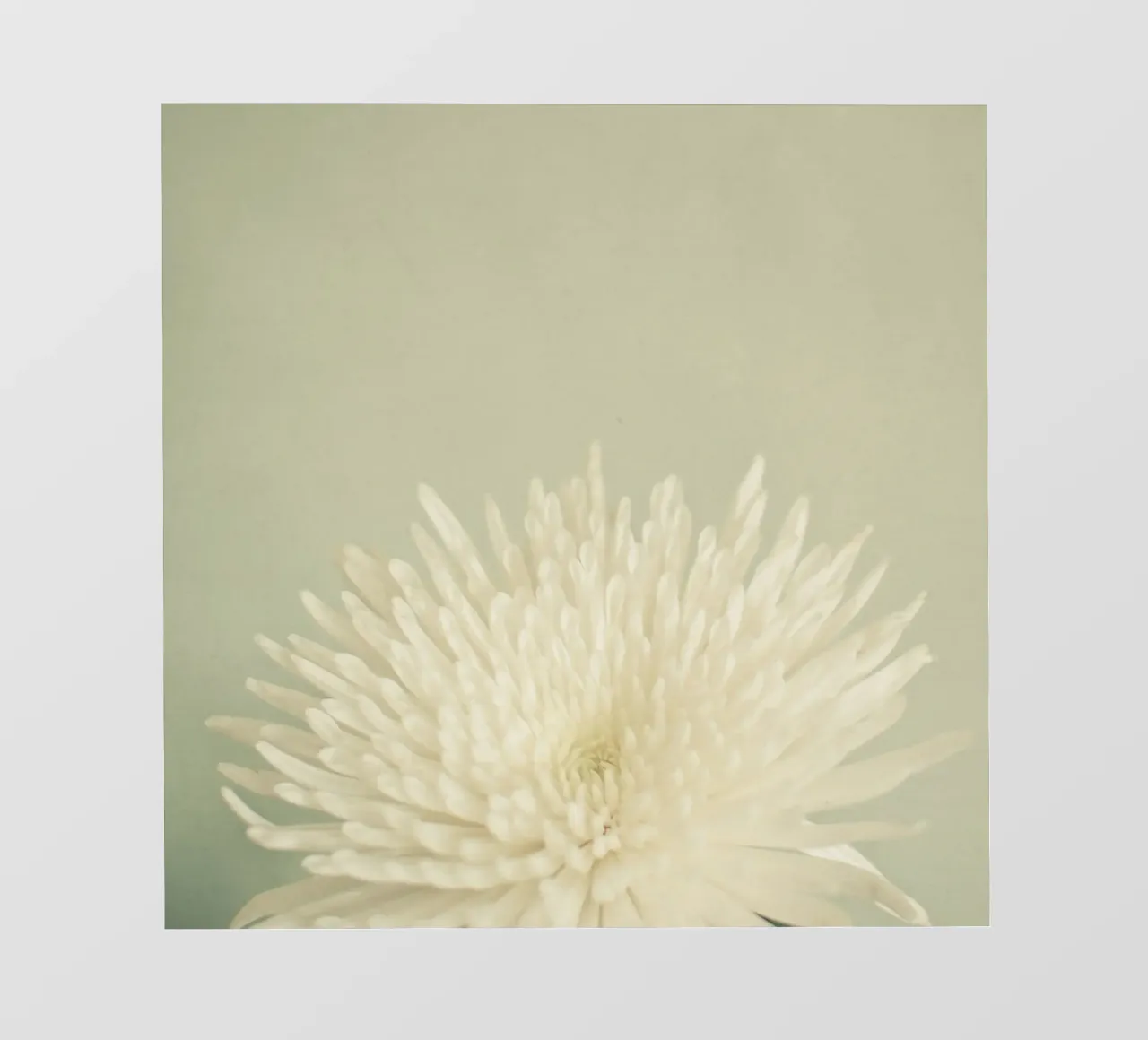 Bellezza pallida telo in pvc da Cassia Beck Photography