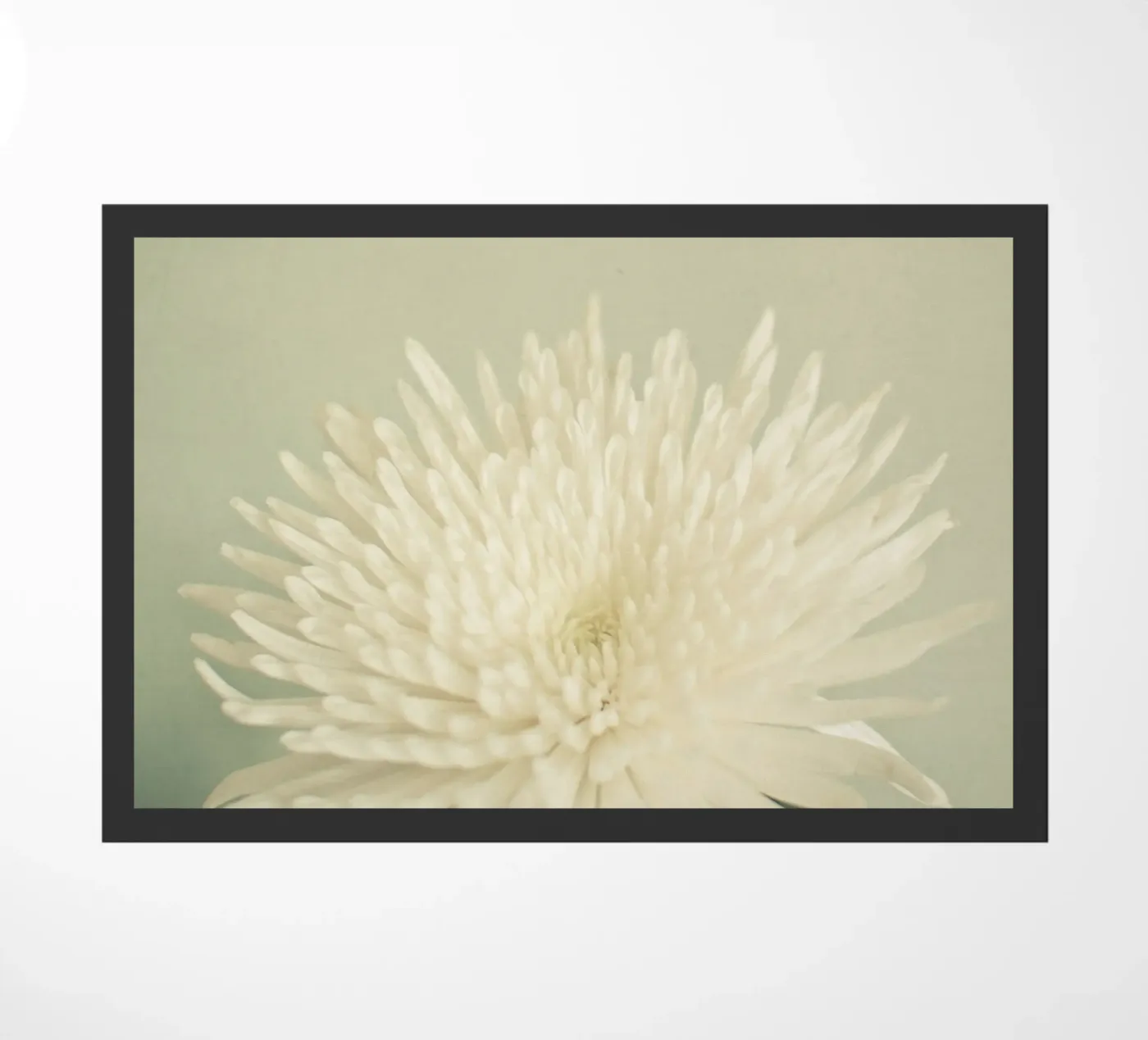 Bellezza pallida zerbino da Cassia Beck Photography