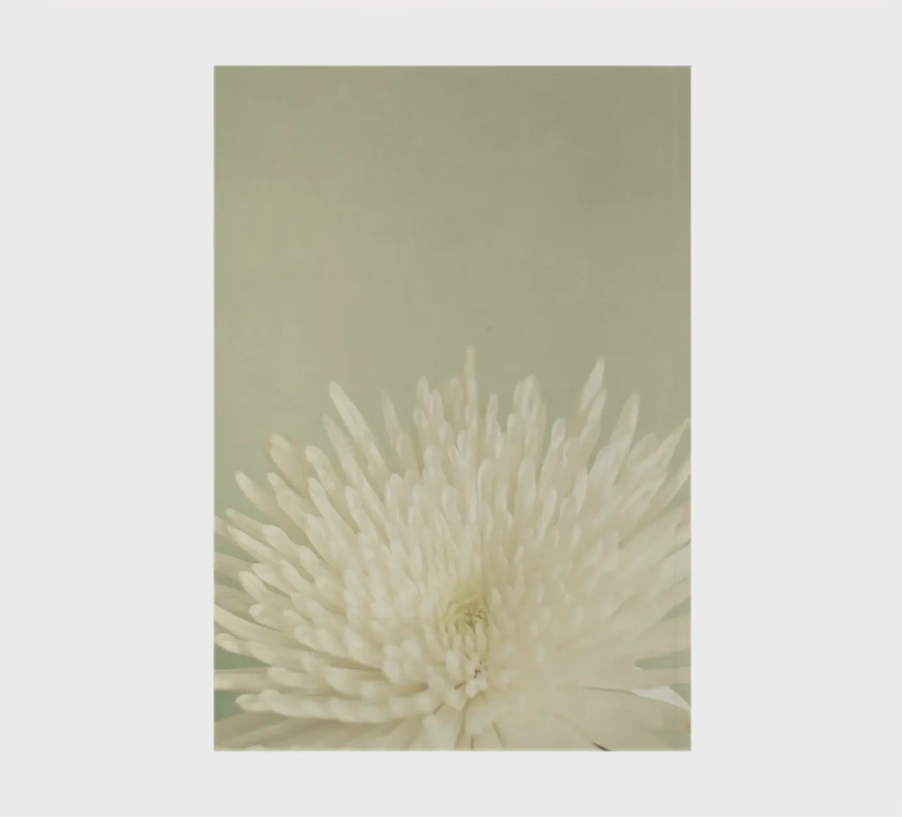 Pale Beauty notebook by Cassia Beck Photography