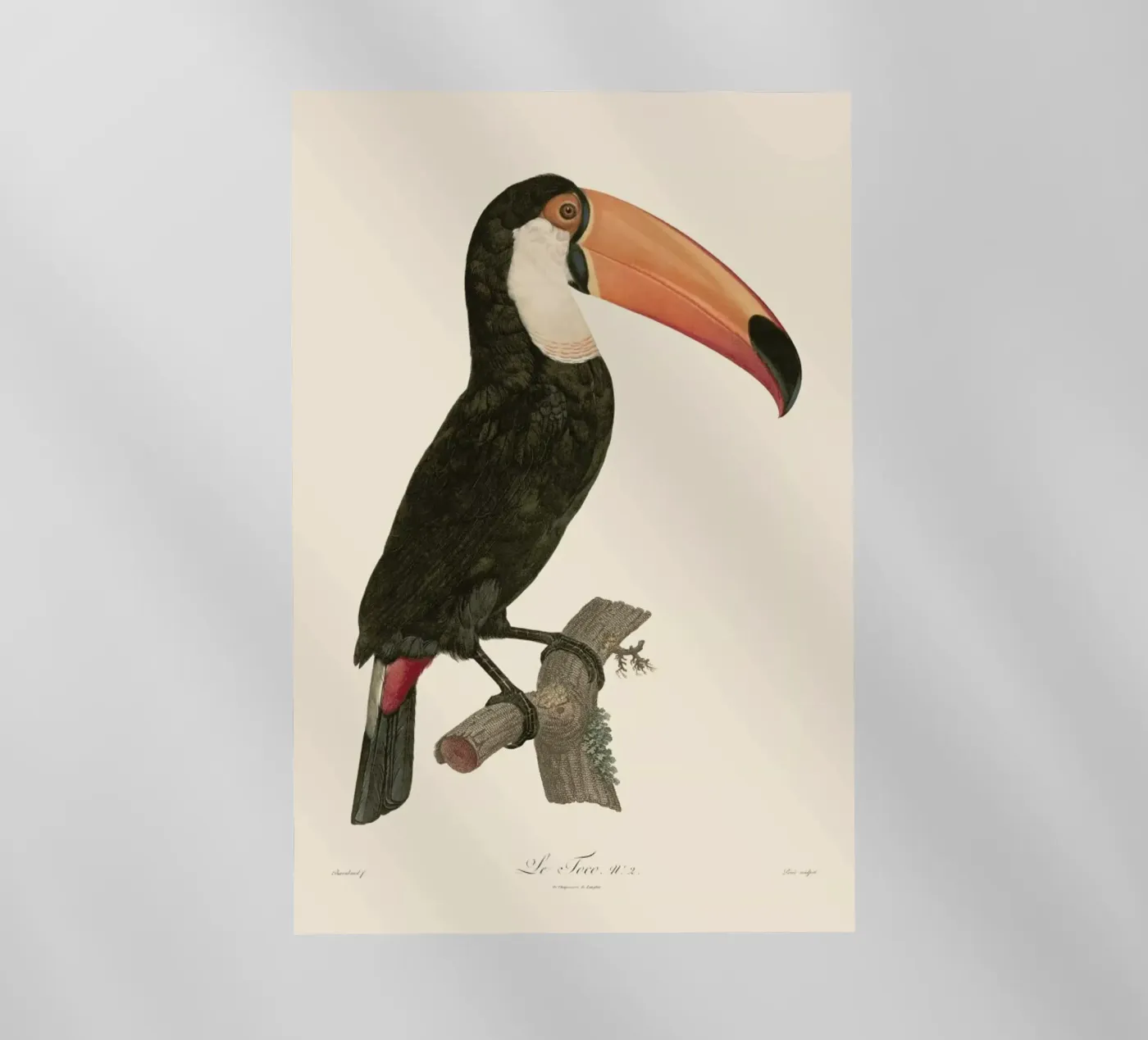 Le Toco pellicola backlit da Astër