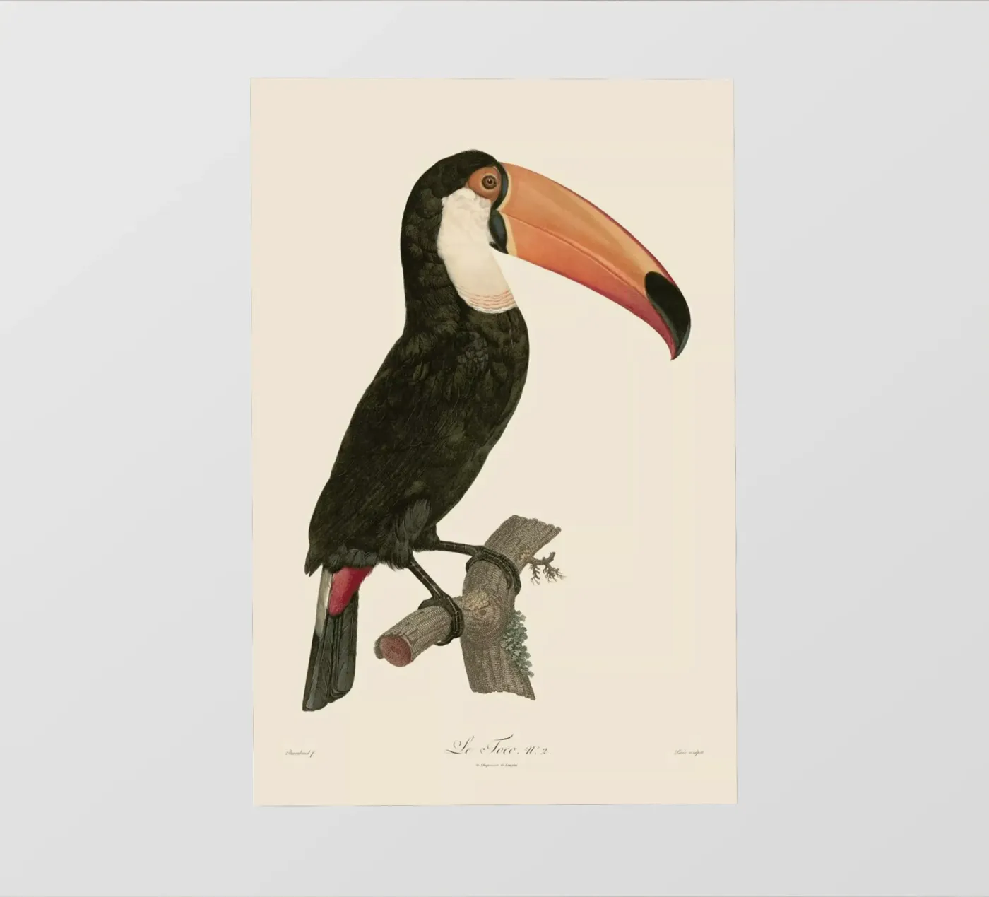 Le Toco pellicola backlit da Astër