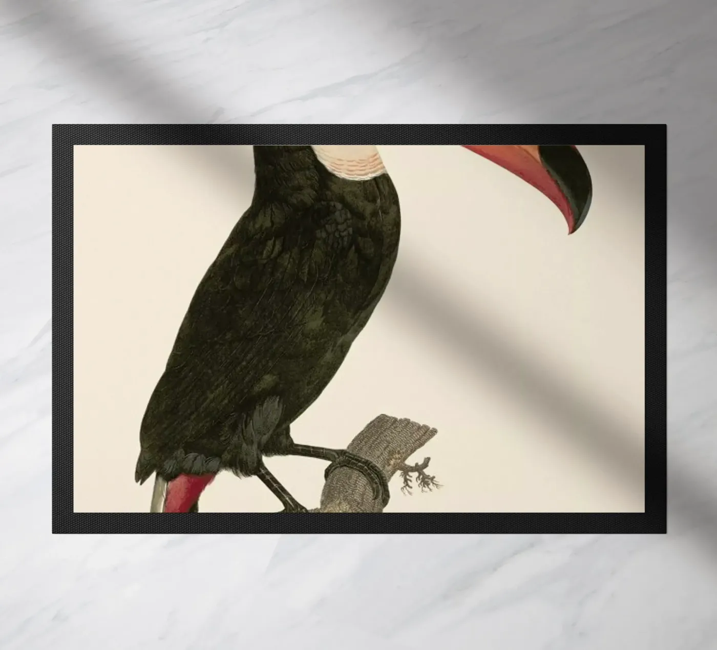 Le Toco zerbino da Astër