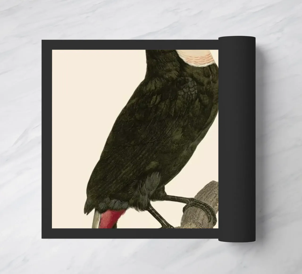 Le Toco zerbino da Astër