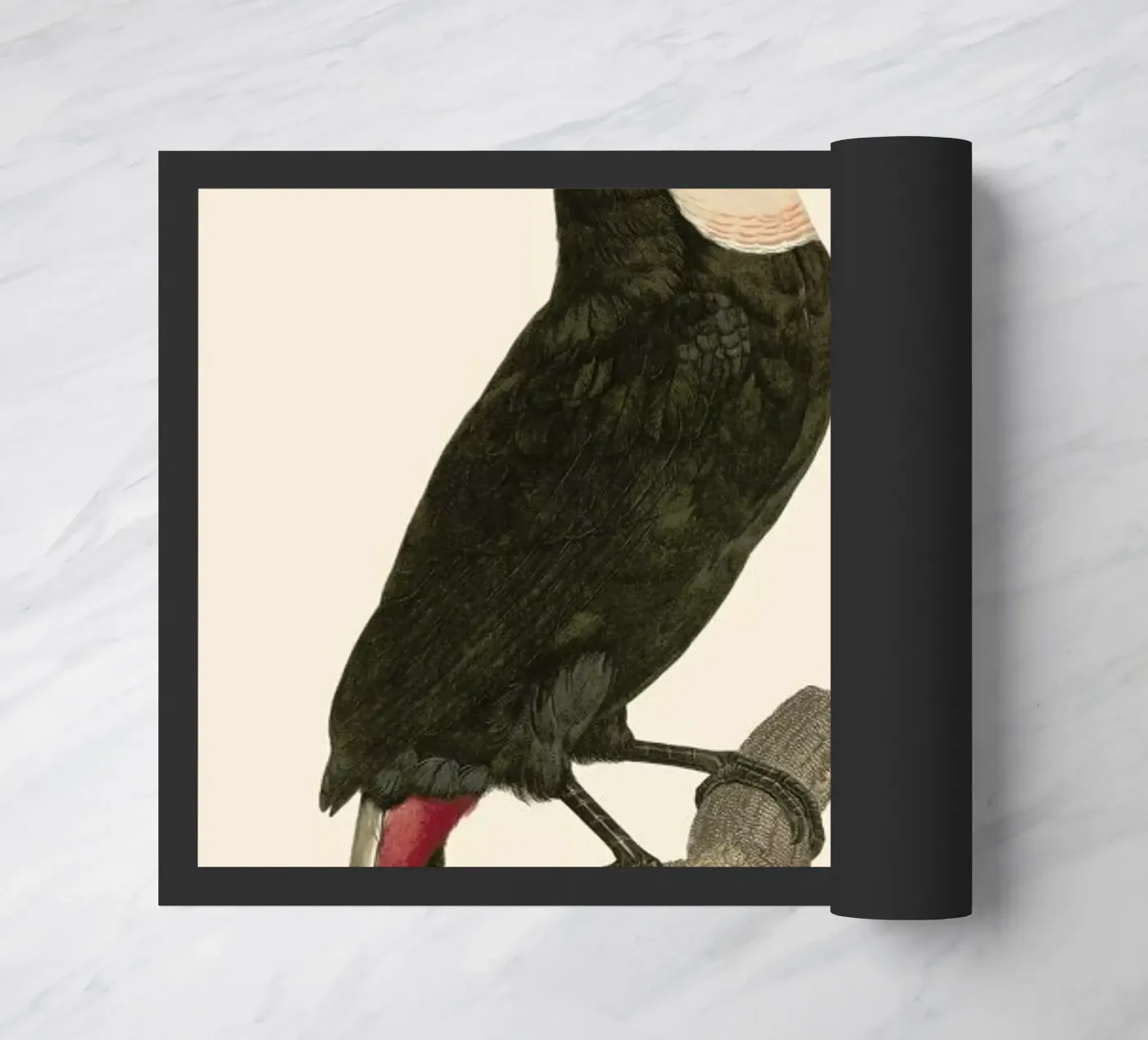 Le Toco zerbino da Astër