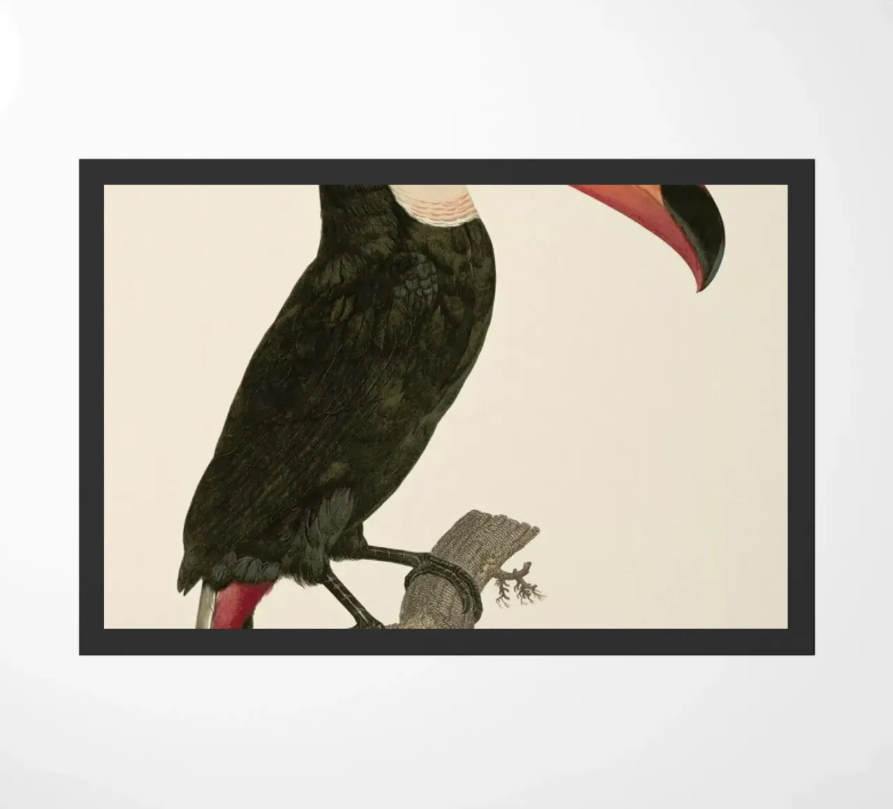 Le Toco zerbino da Astër