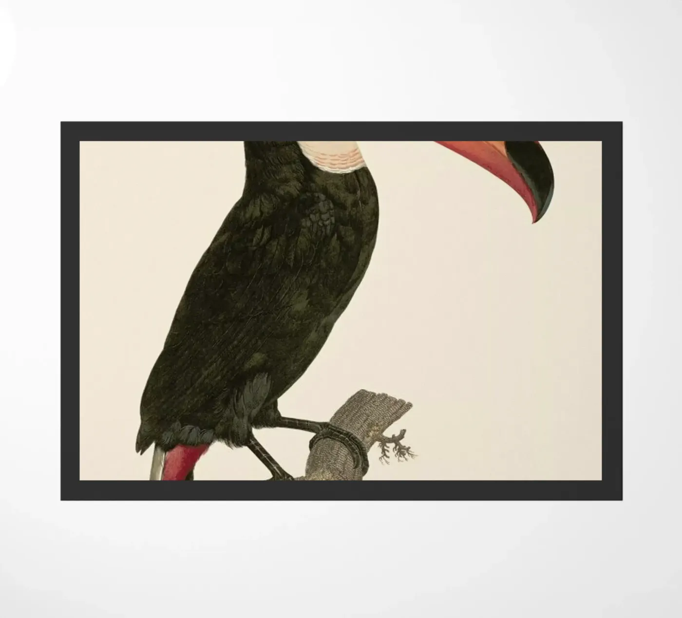 Le Toco zerbino da Astër