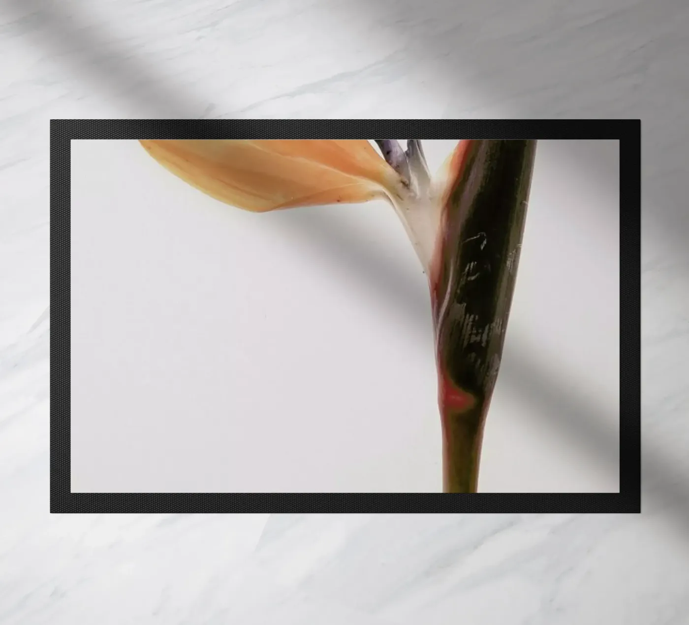 Queens Flower zerbino da Shot By Clint