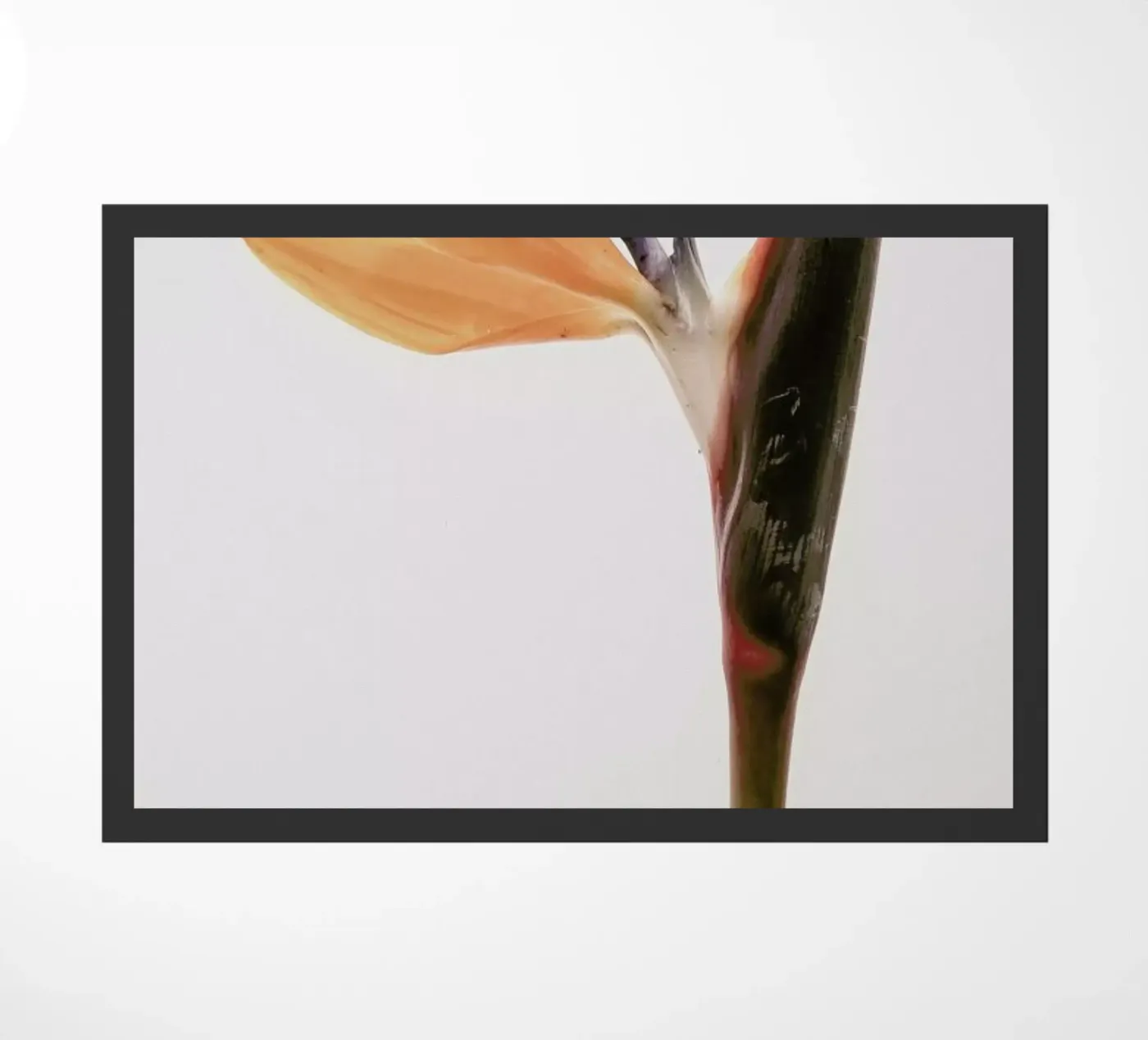 Queens Flower zerbino da Shot By Clint