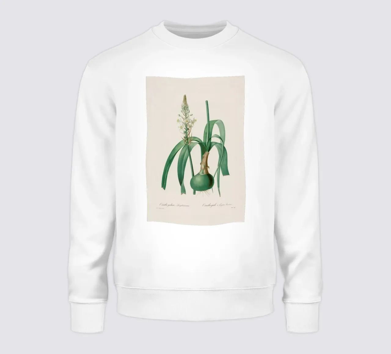 Ornithogalum Longibracteatum, 1802-1816 -Henry Joseph Redouté felpa da Artokoloro Quint Lox Ltd