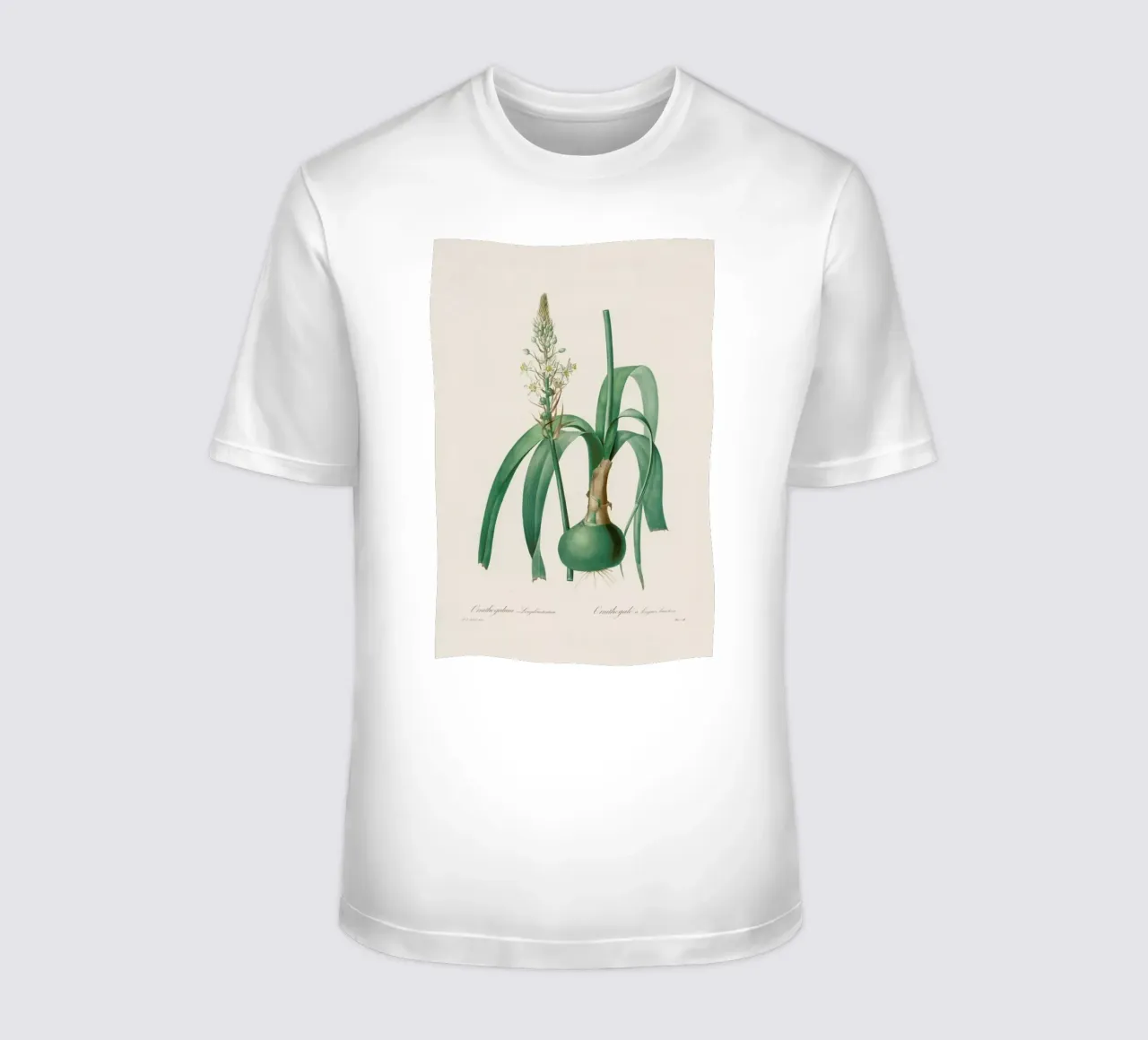 Ornithogalum Longibracteatum, 1802-1816 -Henry Joseph Redouté t-shirt da Artokoloro Quint Lox Ltd