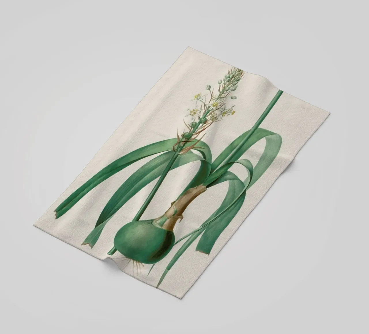 Ornithogalum Longibracteatum, 1802-1816 -Henry Joseph Redouté telo mare da Artokoloro Quint Lox Ltd