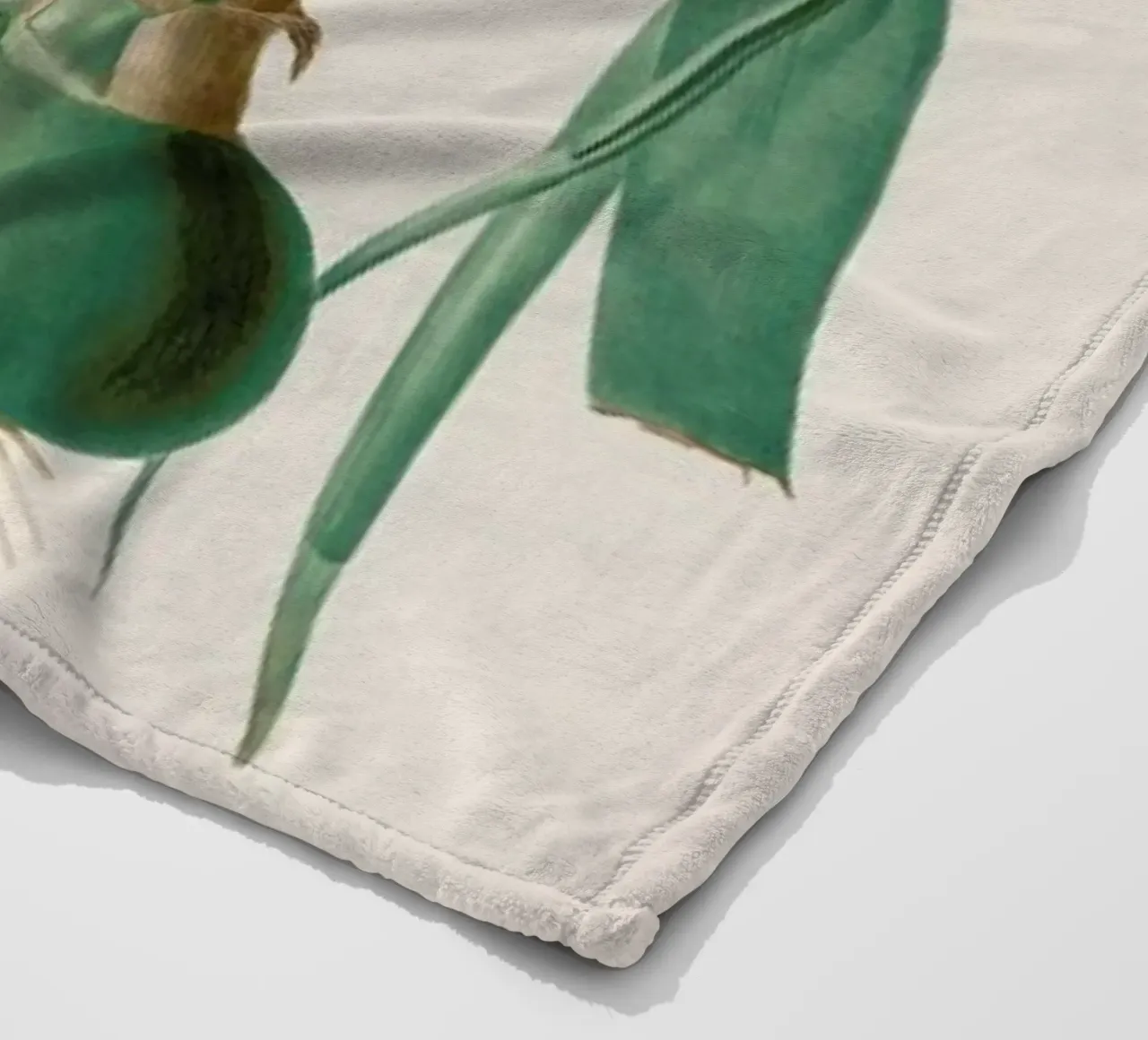 Ornithogalum Longibracteatum, 1802-1816 -Henry Joseph Redouté coperta in pile da Artokoloro Quint Lox Ltd
