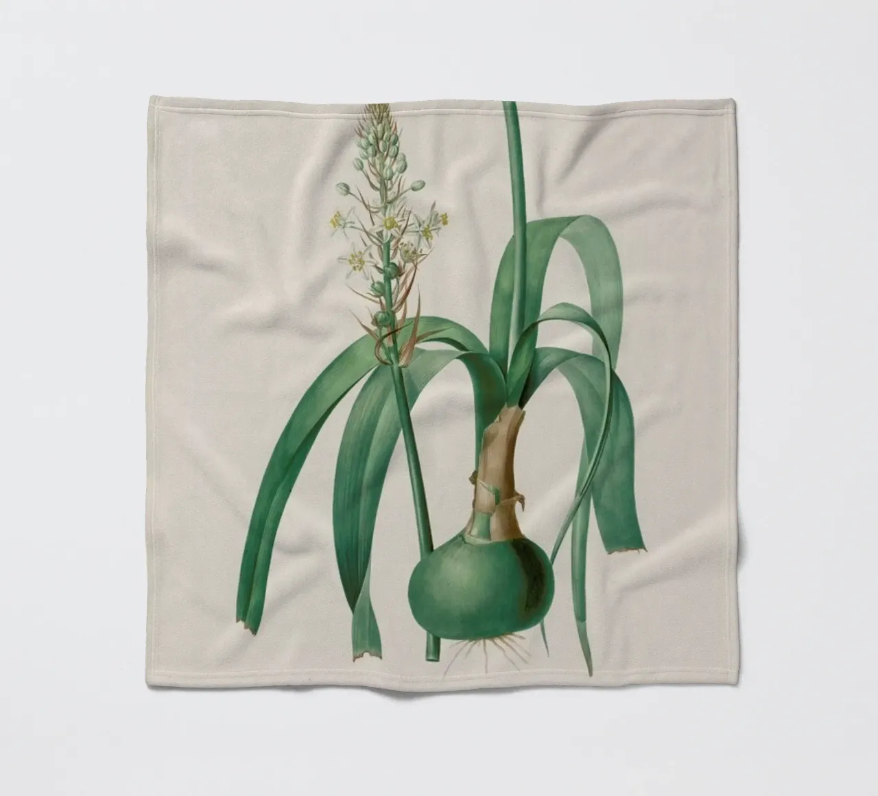 Ornithogalum Longibracteatum, 1802-1816 -Henry Joseph Redouté coperta in pile da Artokoloro Quint Lox Ltd