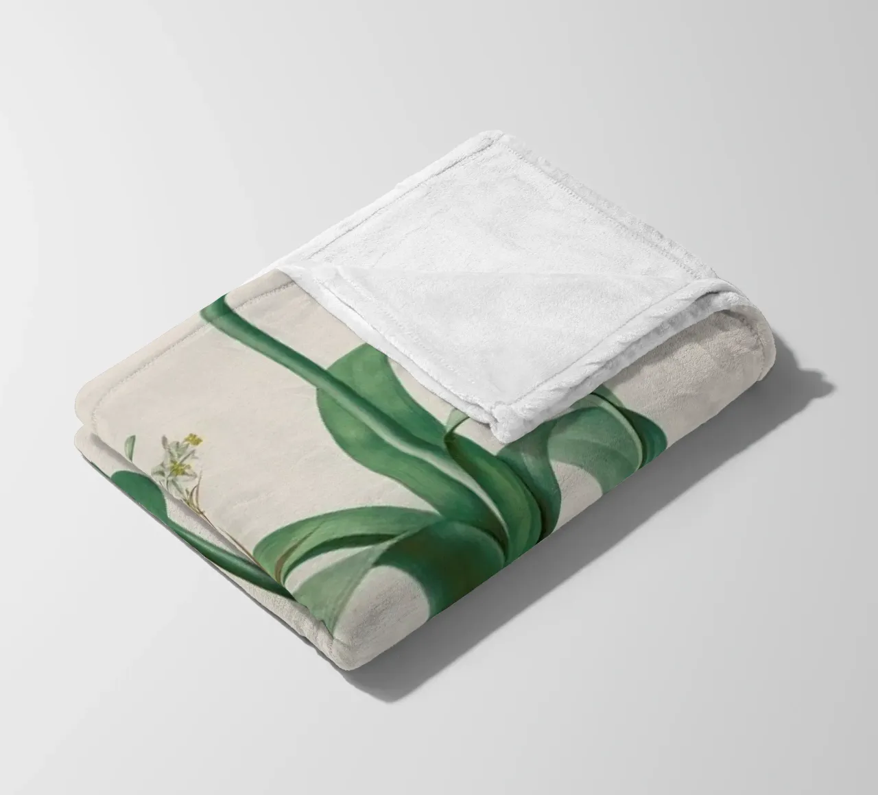 Ornithogalum Longibracteatum, 1802-1816 -Henry Joseph Redouté coperta in pile da Artokoloro Quint Lox Ltd