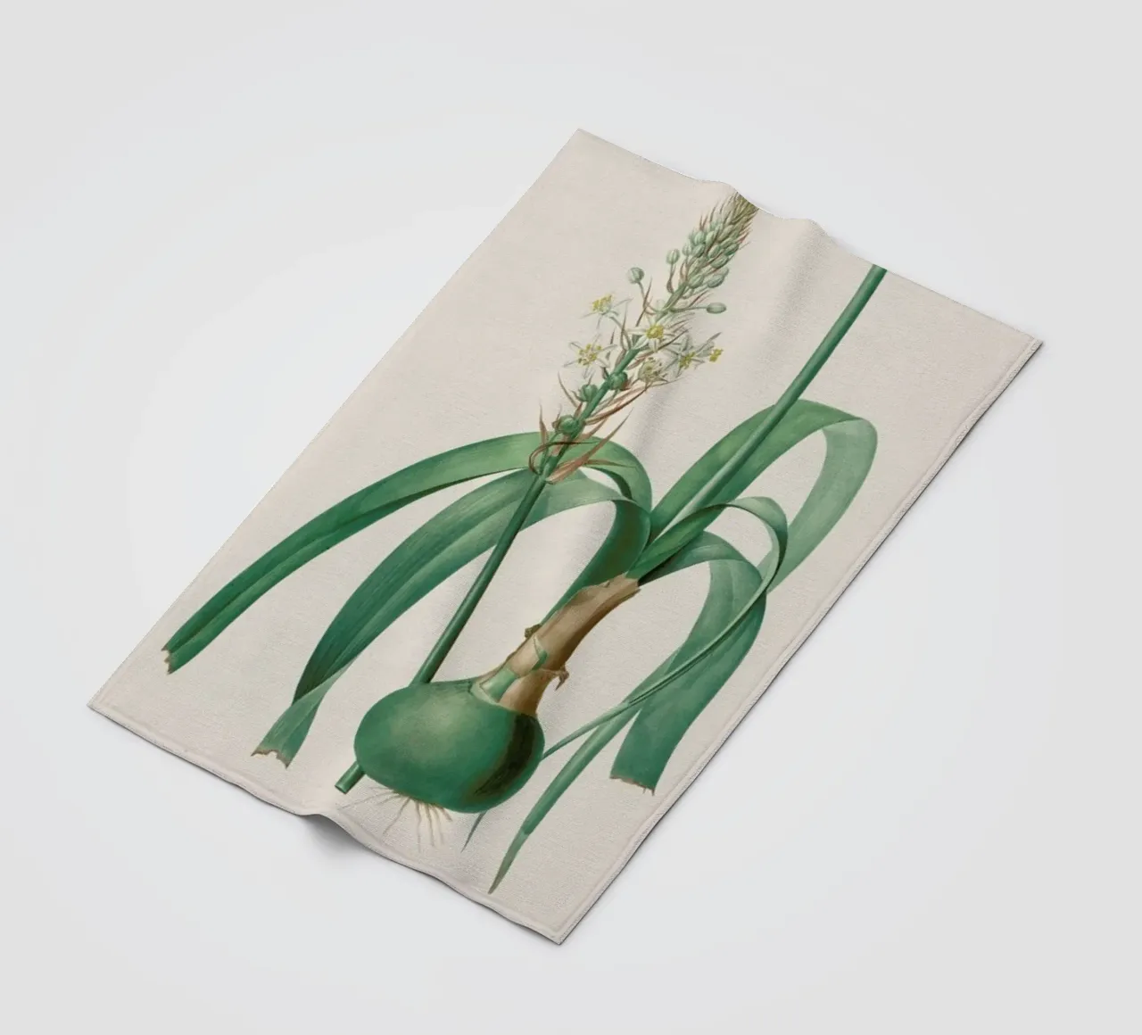 Ornithogalum Longibracteatum, 1802-1816 -Henry Joseph Redouté coperta in pile da Artokoloro Quint Lox Ltd