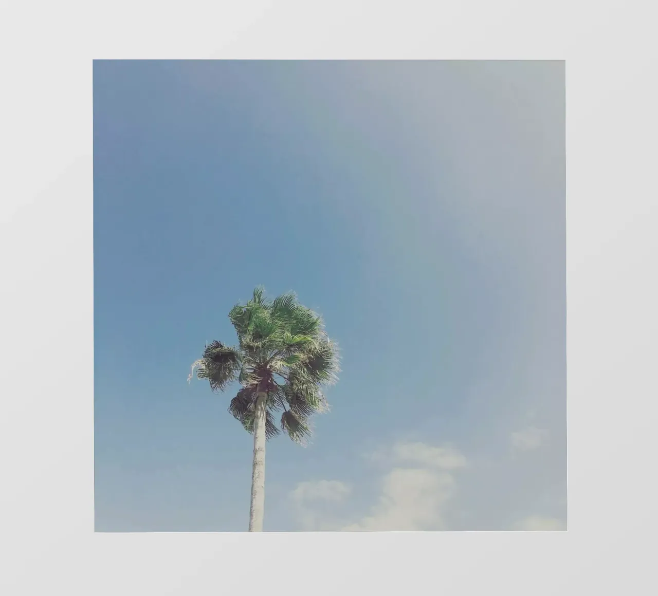 Lone Palm telo in pvc da Cassia Beck Photography