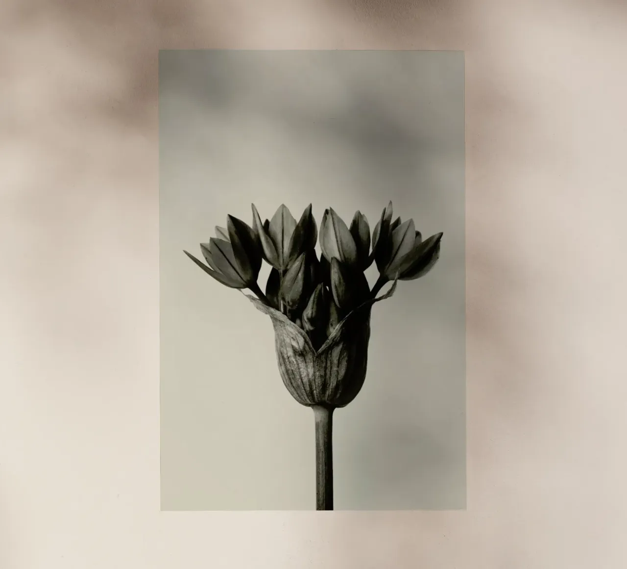 Allium Ostrowskianum, Knoblauchpflanze - Karl Blossfeldt pellicola backlit da Artokoloro Quint Lox Ltd
