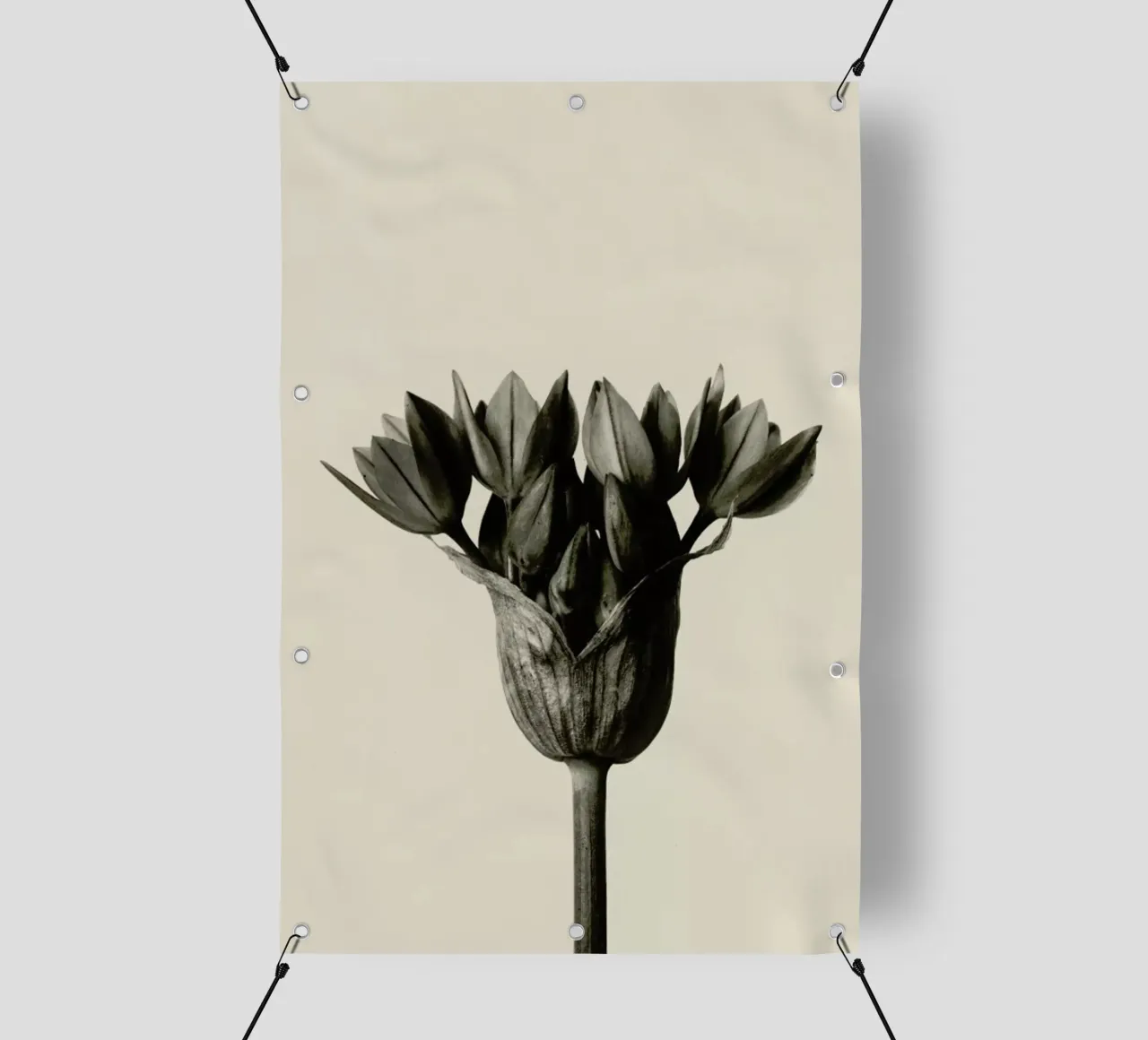 Allium Ostrowskianum, Knoblauchpflanze - Karl Blossfeldt telo in pvc da Artokoloro Quint Lox Ltd