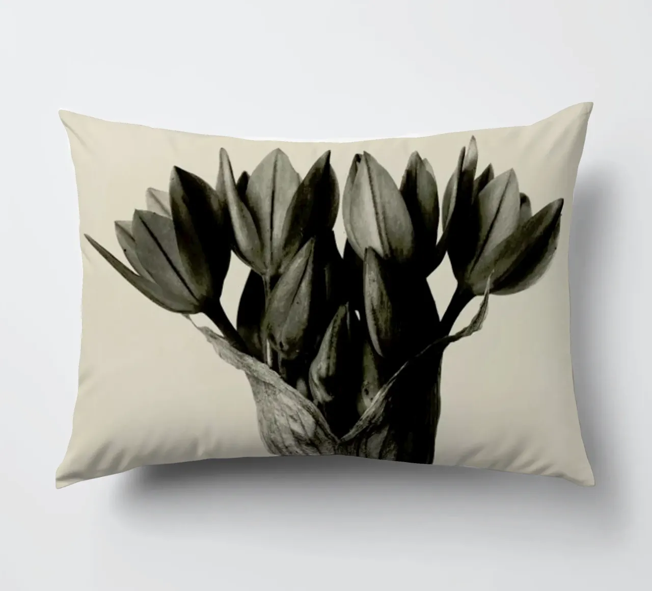 Allium Ostrowskianum, Knoblauchpflanze - Karl Blossfeldt cuscino da Artokoloro Quint Lox Ltd