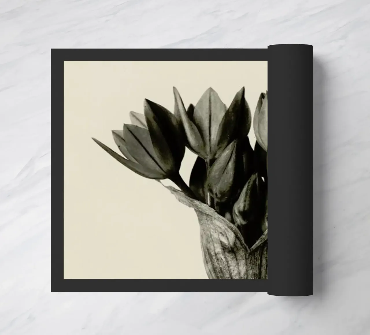 Allium Ostrowskianum, Knoblauchpflanze - Karl Blossfeldt zerbino da Artokoloro Quint Lox Ltd